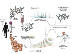 adaptive immune repertoire sequencing data repositiry